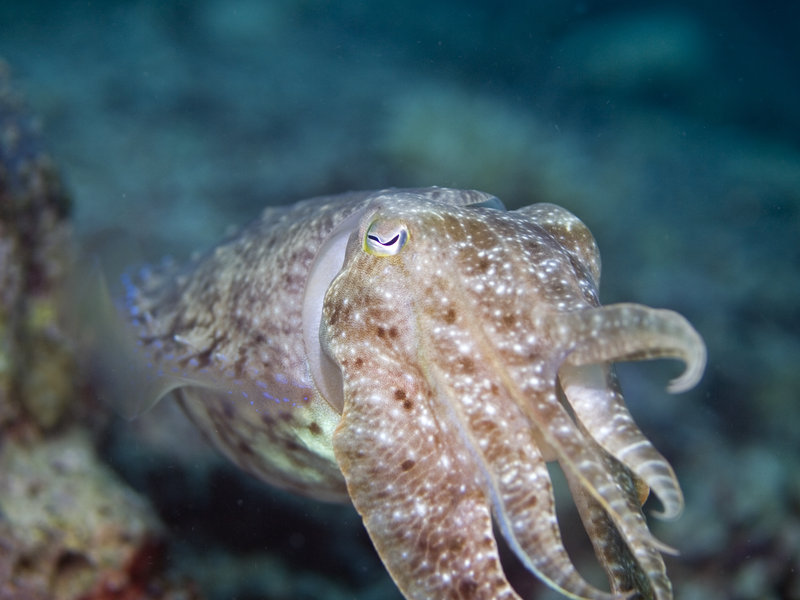 Squid, Mandarin Patch